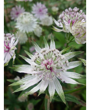 Astrantia major