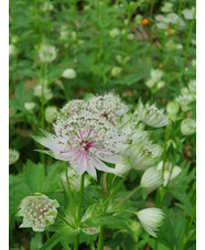 Astrantia major