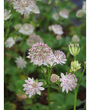 Astrantia major