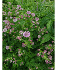 Astrantia major 'Pink Crush'