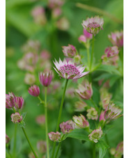 Astrantia major 'Pink Crush'