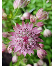 Astrantia major 'Pink Crush'