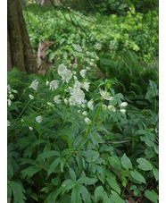 Astrantia major subsp. involucrata 'Shaggy'