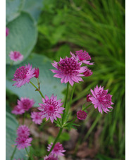 Astrantia 'Roma'