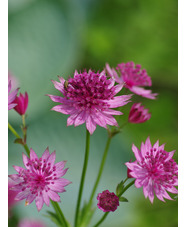 Astrantia 'Roma'