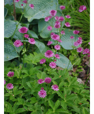 Astrantia 'Roma'