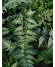 Athyrium niponicum var. pictum 'Metallicum'