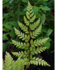 Athyrium otophorum var. okanum