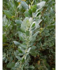 Atriplex halimus