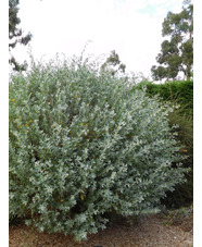 Atriplex halimus