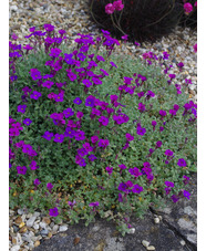Aubrieta canescens