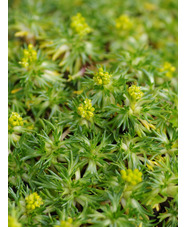 Azorella trifurcata 'Nana'