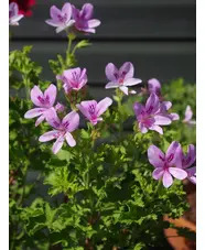 Pelargonium 'Prince of Orange'