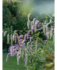 Sanguisorba hakusanensis 'Lilac Squirrel'