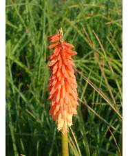 Kniphofia 'Strawberries and Cream'