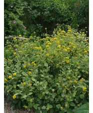 Phlomis chrysophylla