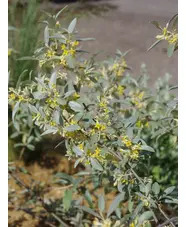 Elaeagnus 'Quicksilver'