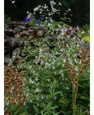 Gillenia trifoliata