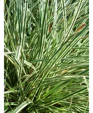 Carex oshimensis (Everest) ('Fiwhite')