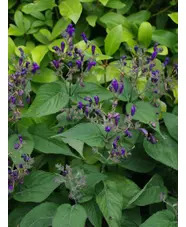Strobilanthes atropurpurea