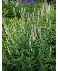 Veronicastrum virginicum 'Album'