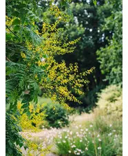 Koelreuteria paniculata