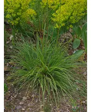 Chrysopogon gryllus