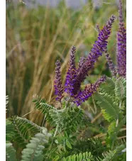 Amorpha canescens