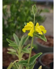 Phlomis monocephala