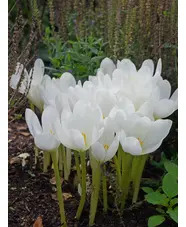 Colchicum autumnale 'Album' (DB)
