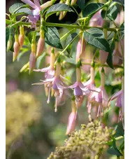 Fuchsia 'Whiteknights Pearl'