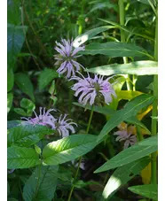 Monarda bradburyana