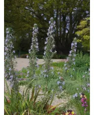 Salvia rosmarinus 'Miss Jessopp's Upright'