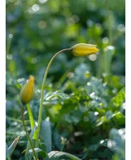 Tulipa sylvestris (5xDB)