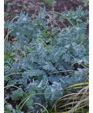Glaucium flavum