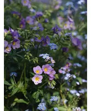 Polemonium 'Lambrook Mauve'