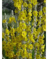 Verbascum bombyciferum