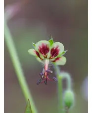 Geranium shensianum 1L (syn. refractum)