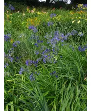 Agapanthus Headbourne hybrids