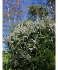 Erica arborea