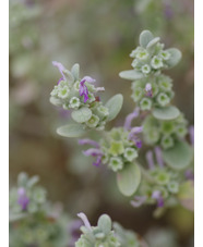 Pseudodictamnus mediterraneus from Crete