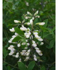 Baptisia alba