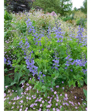 Baptisia australis