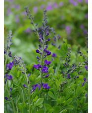 Baptisia australis