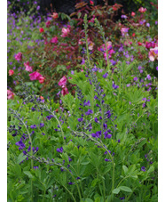 Baptisia australis