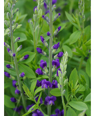 Baptisia australis 'Blueberry Sundae'