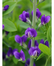 Baptisia australis 'Blueberry Sundae'