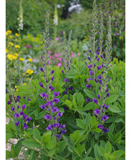 Baptisia australis 'Blueberry Sundae'