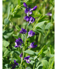 Baptisia australis 'Caspian Blue'