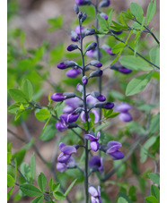 Baptisia 'Purple Smoke'